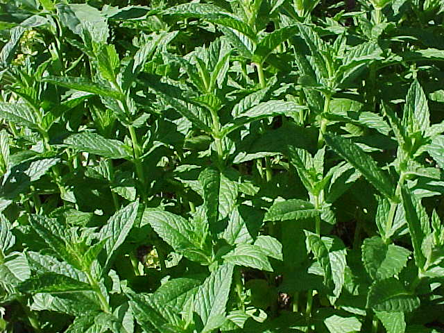  Spearmint Leaves ( Spearmint Leaves)