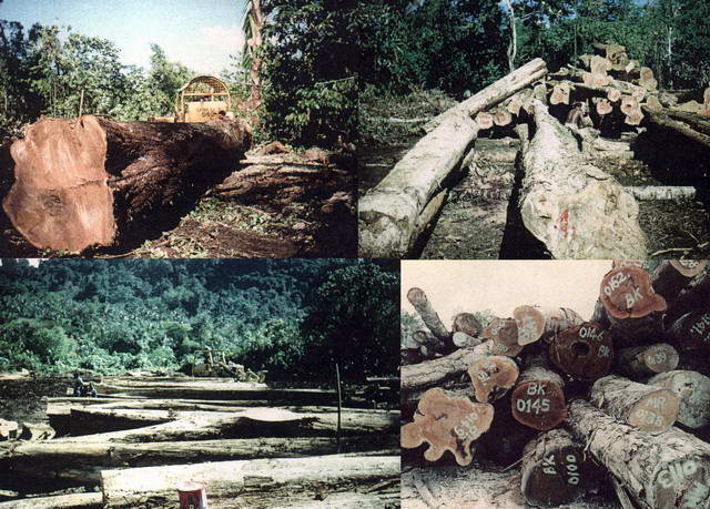  South Pacific Region Tropical Timber (Région du Pacifique Sud sur les bois tropicaux)