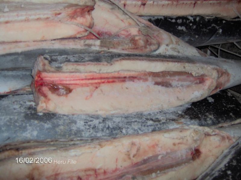  Frozen Blue Shark Hgt (Frozen Blue Shark Hgt)