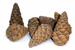  Ceramic Fiber Pinecone ( Ceramic Fiber Pinecone)