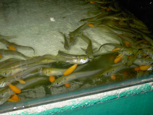  Baby Arowana Wild (Wild Baby Arowana)