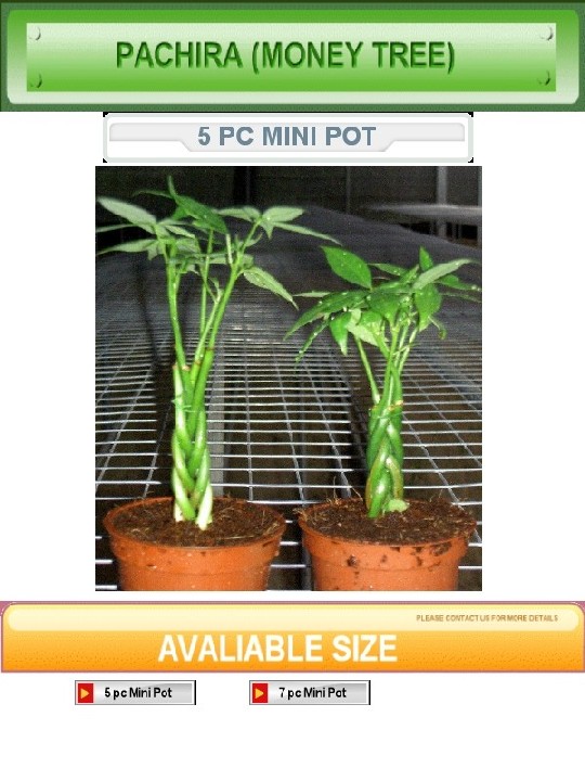  Super Mini 5pc Braided Plant