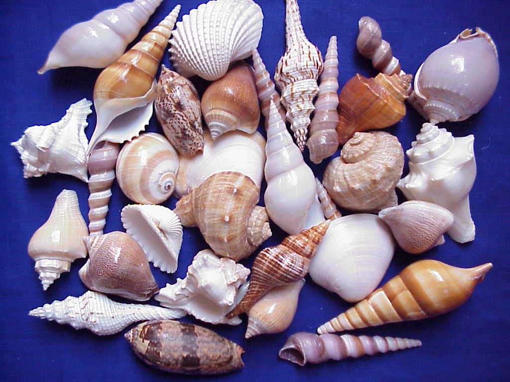  Indian Sea Shell