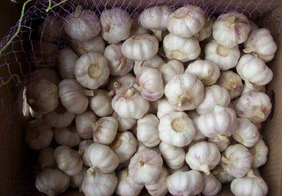  Fresh Garlic ( Fresh Garlic)