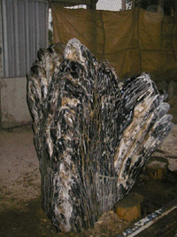 Versteinertes Holz (Versteinertes Holz)