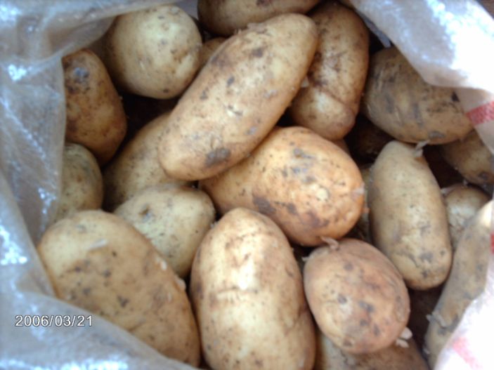  Early Potatoes (Pommes de terre primeurs)