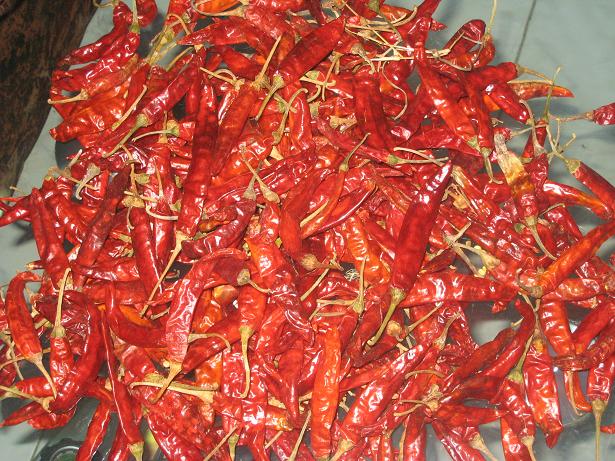  Red Chilli ( Red Chilli)