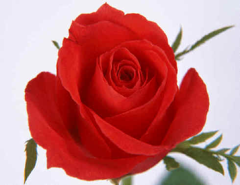  Fresh Cut Flower -- Rose