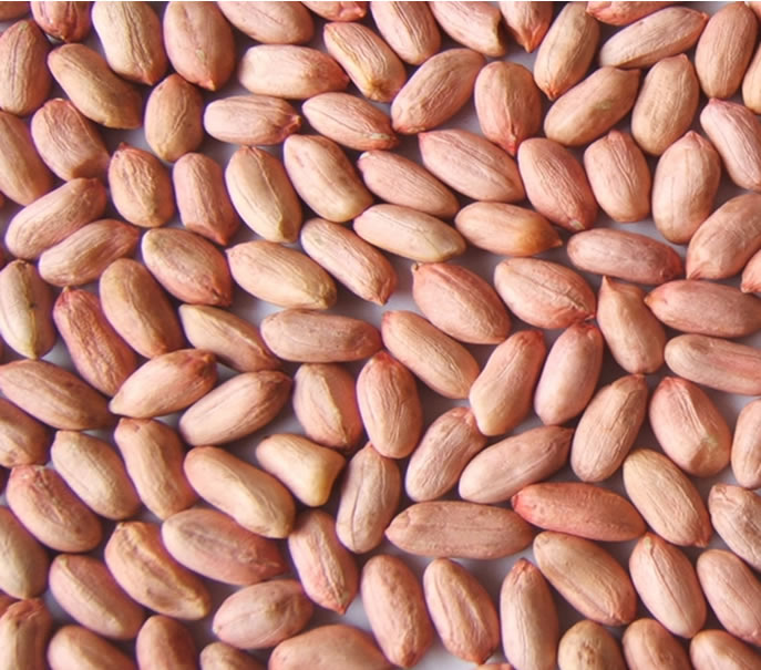  Peanut Kernels