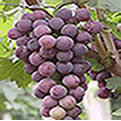  Grape Seed Extract (Extrait de pépins de raisin)