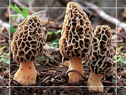 Morcheln (Morchella Conica) (Morcheln (Morchella Conica))