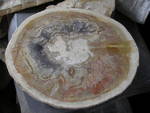  Petrified Wood Table (Petrified Wood Table)