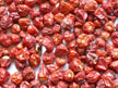 Red Chilli Pepper/ Red Chilli Whole Dundicut (Red Chilli Pepper / Red Chilli Всего Dundicut)