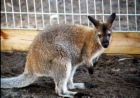  Wallabies For Pets (Для Wallabies Семейные)