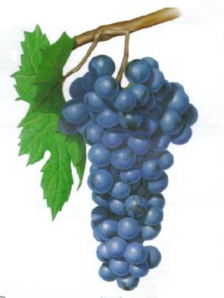  Grape Seed Oil (Traubenkernöl)