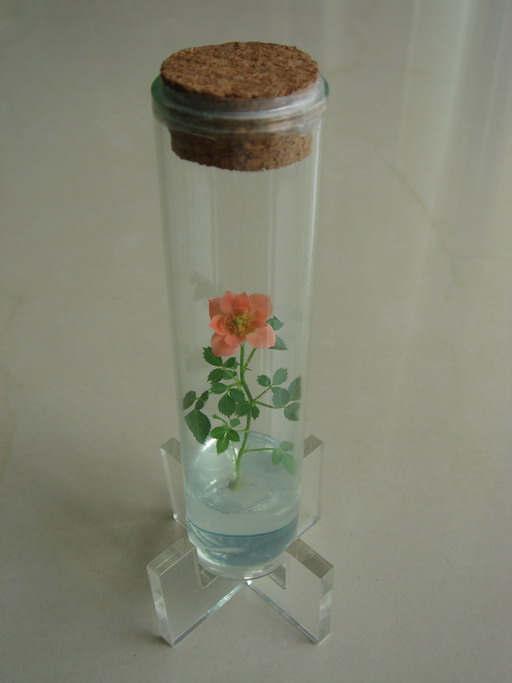  Finger Rose (Mini Plant, Pet Tree, Pet Plant) (Finger Роза (мини-завод, Pet дерево, Pet завод))