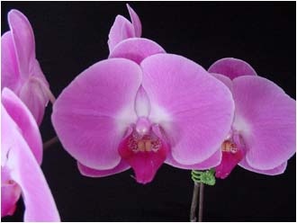  Orchid (Orchid)