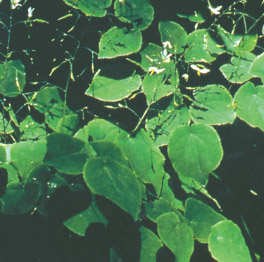  Icariin (Epimedium P. E. ) With Competitive Price