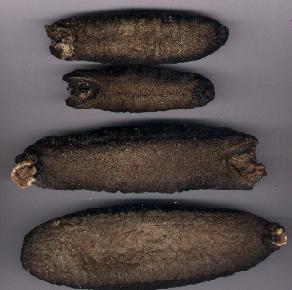  Egypt Sea Cucumber (Égypte Holothurie)