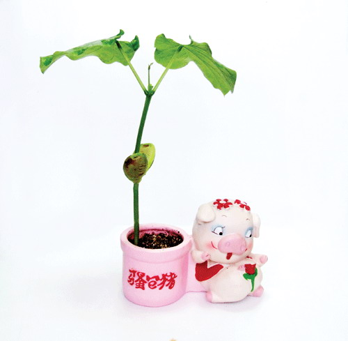  Funny Pig Magic Bean (Mini Plant, Pet Tree) (Funny Pig Magic Bean (мини-завод, Pet Tr ))