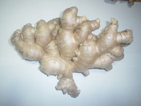  Giant Ginger And Red Ginger (Giant Red Ginger et Ginger)