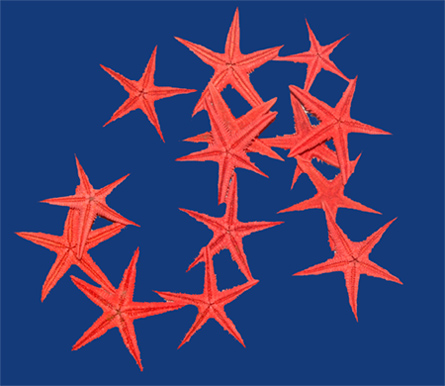  Preserved Starfish ( Preserved Starfish)