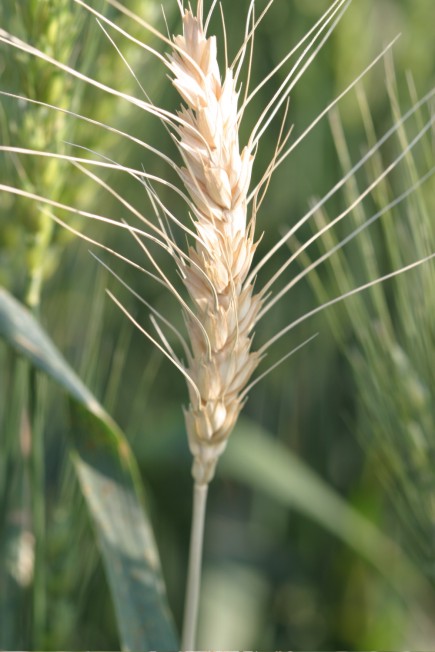  Organic Wheat (Blé biologique)