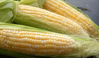  Sweet Corn - Organic (Сладкая кукуруза - Органическая)