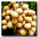  Fresh Longan (Свежий Лонган)