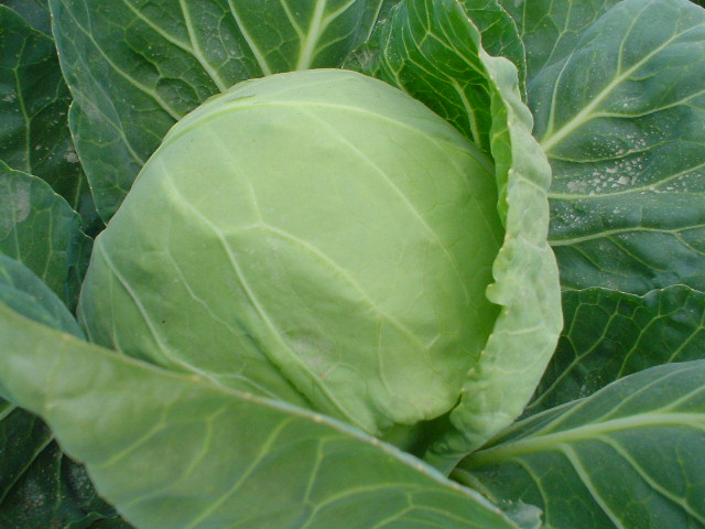  Chinese Cabbage (Chinakohl)