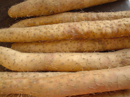 Chinesisch Yam (Chinesisch Yam)