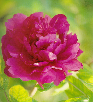  Tree Peony (Pivoine de l`arbre)