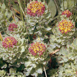 Rhodiola Rosea Extract With Salidrosides, Rosavins (Rhodiola rosea extrait avec salidrosides, rosavines)