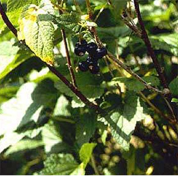  Black Currant Berry Extract, Ribes Nigrum (Schwarze Johannisbeere Berry Extract, Ribes Nigrum)