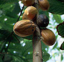  Theobroma Cocao / Theobroma Cacao, Cocoa Extract Thebromine (Theobroma Cocao / Theobroma Cacao, Kakao Ausschnitt Thebromine)