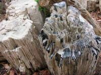  Petrified Wood (Bois pétrifié)