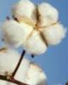  Raw Cotton (Coton brut)