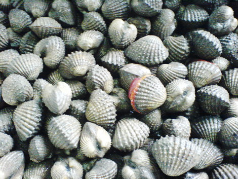  Cockle Ark Shell (Cockle Ковчег Shell)