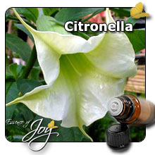  Citronella Oil (L`huile de citronnelle)
