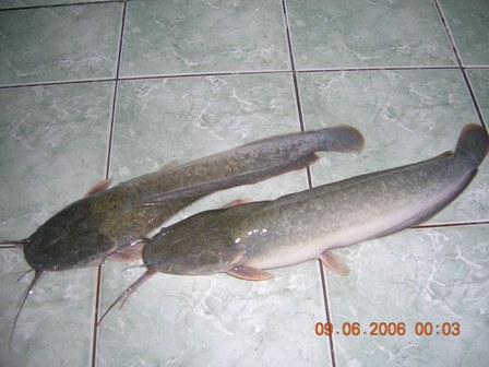  Catfish Fresh Water Fish