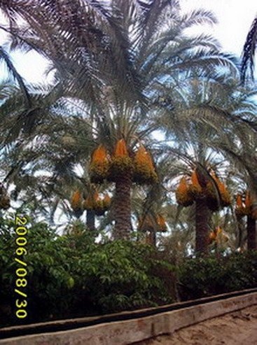  Palm Trees And Ornamental Plants