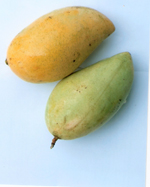  Mango-waterlily
