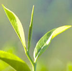  Herbal Tea, Kangra Tea, Slimming Tea, Caffeine Free Tea (Травяной чай, Кангра Чай для похудения Чай, чай без кофеина)