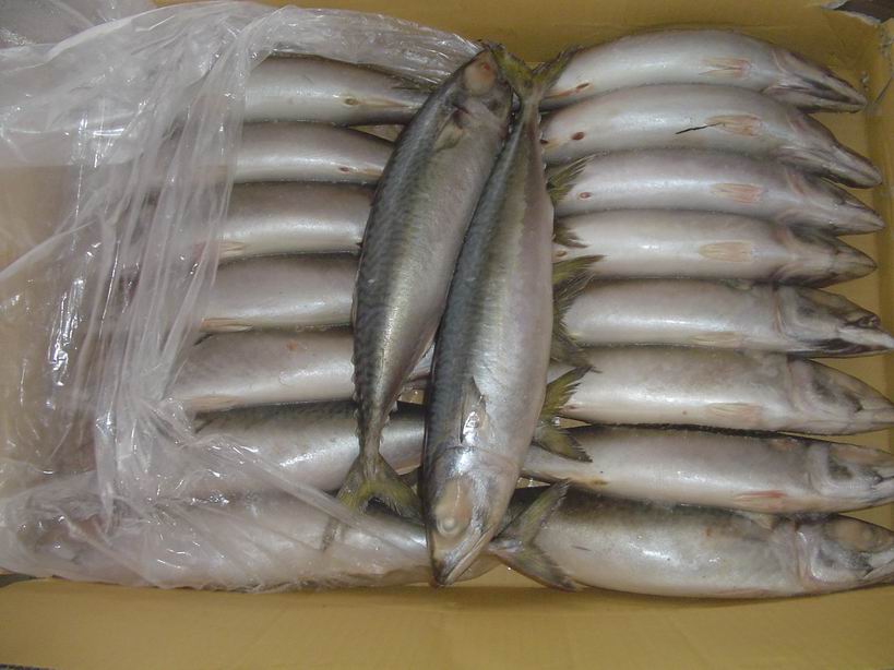  Frozen Pacific Mackerel Whole Round (Frozen Pacific Makrele gesamte Runde)