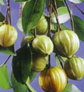  Garcinia Cambogia Extract Hydroxycitric Acid (Garcinia Cambogia Ausschnitt Hydroxycitric Acid)