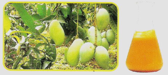  Mango Single Puree (Simple purée de mangue)