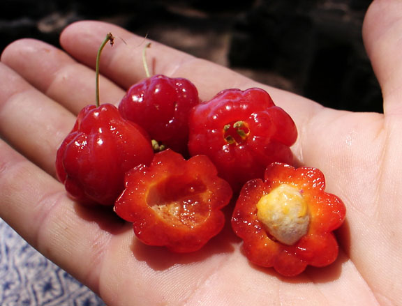  Pitanga Puree (Pitanga Püree)