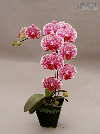  Orchids (Orchideen)