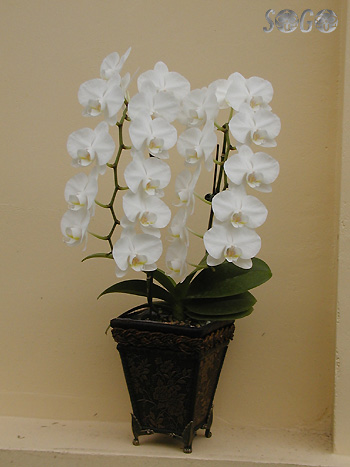  Orchids From Taiwan (Orchideen aus Taiwan)