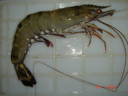  Black Tiger Shrimp (Black Tiger Garnelen)